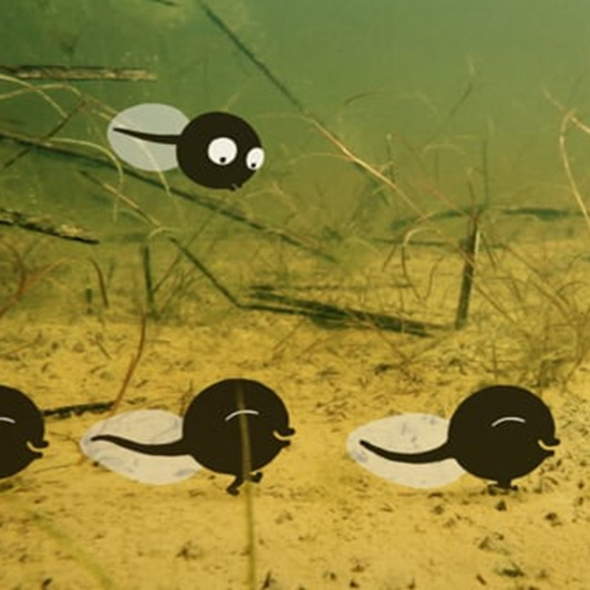 Beeld uit film Kuap, kikkervisjes animatie